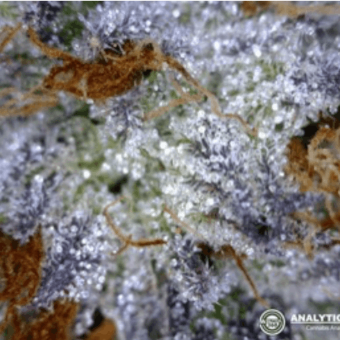 L.A. Pure Kush by Experience Organics