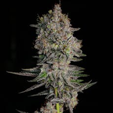 Miracle Alien Cookies