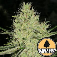 Seatown Lemon Haze 1g - Western Cultured