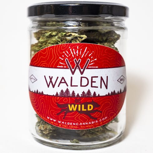 Cinderella 99 by Walden