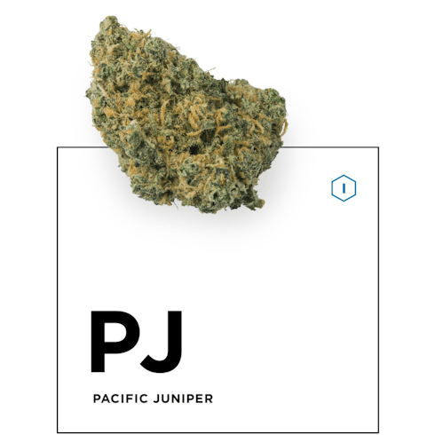 Pacific Juniper