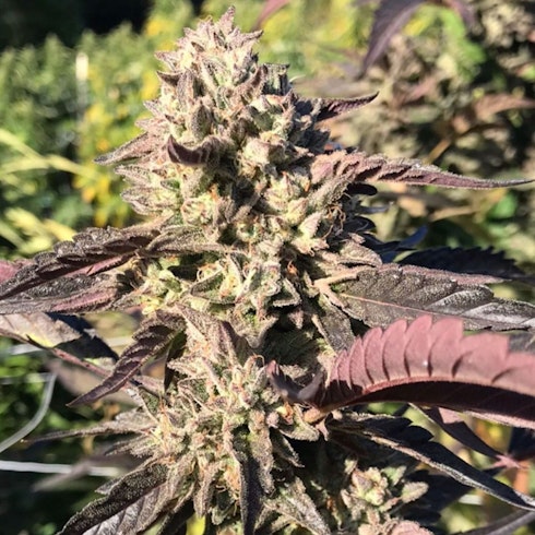 Ice Cream Cake 1 Gram Pre Roll Leafly