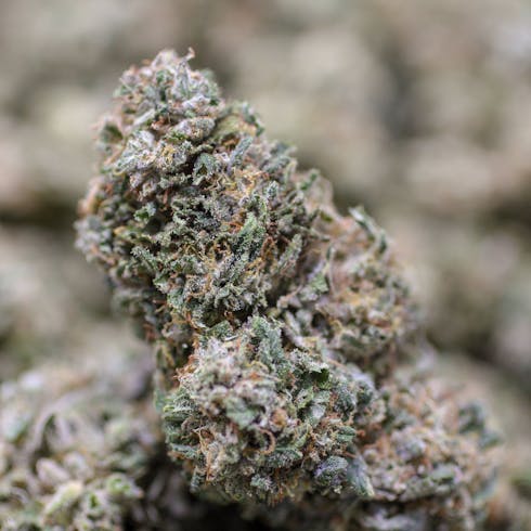 Berry Haze by Solstice