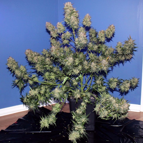 Gsc F K A Girl Scout Cookies Leafly Gsc F K A Girl Scout Cookies Leafly