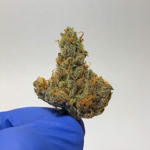 Treedom: Grapefruit Romulan 1g