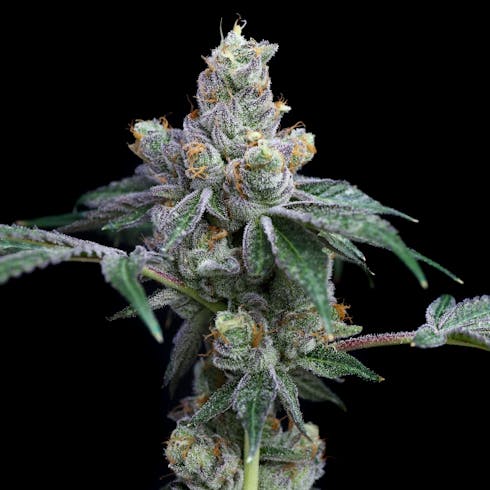 Gold Leaf - White Tahoe Cookies - Flower -