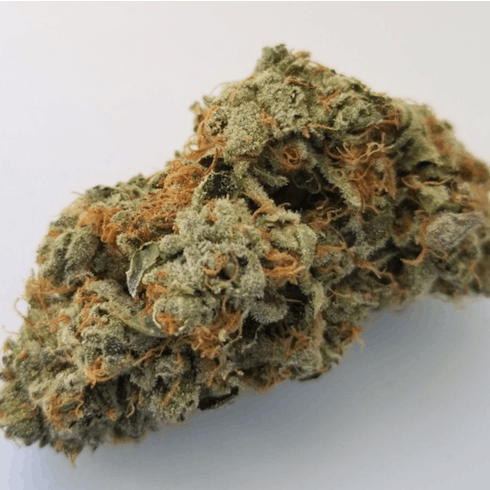 GG Gelato