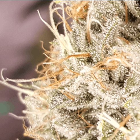 Ture OG by Plantworks