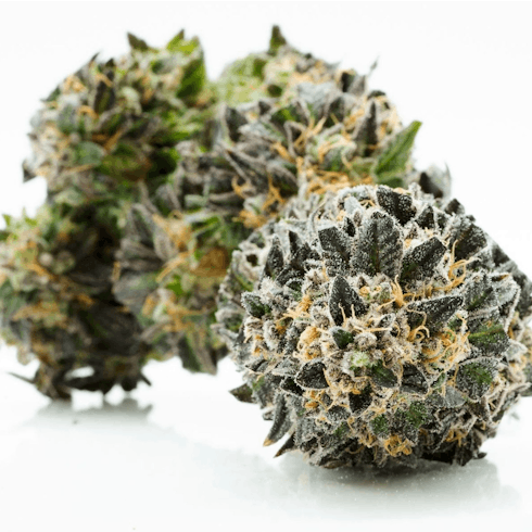Pie Crust by Grow West