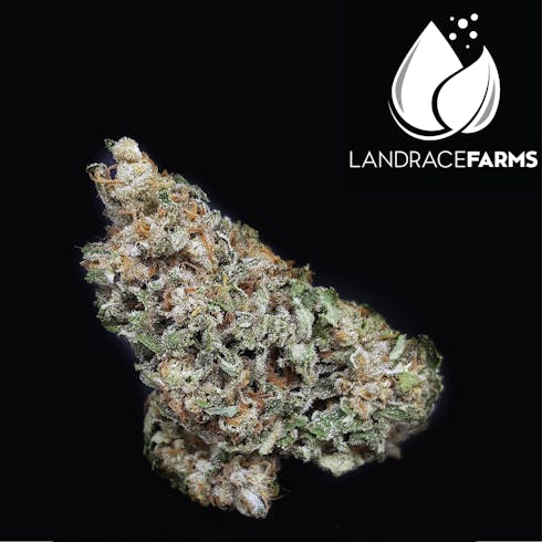 Where's My Bike? by Landrace Farms