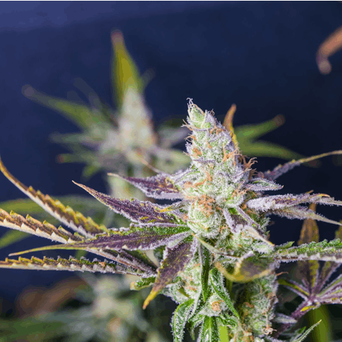 Dr. Doctor by Plantworks