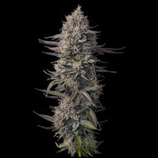 Mo'Bama (Oregon Roots) $6/g