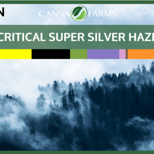 CRITICAL SUPER SILVER HAZE