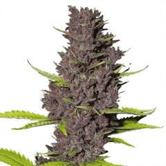 Premium Seed Market Cannabis Seeds Blue Dream seeds