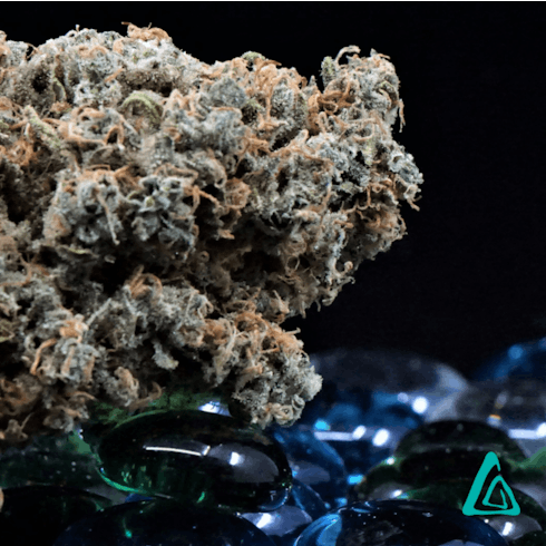 Mandarin Fizz by Alibi Cannabis