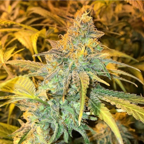Unknown Kush Early Version Leafly Unknown Kush Early Version Leafly