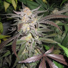 (REDBIRD CANNABIS) Micro Buds Blue Dream 14g