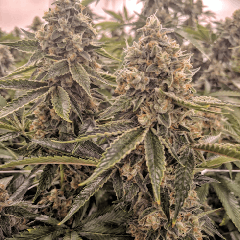 Tangerine Power 1g Liberty Reach
