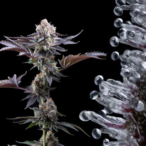 Cherry Pie - Pura Vida Cannabis