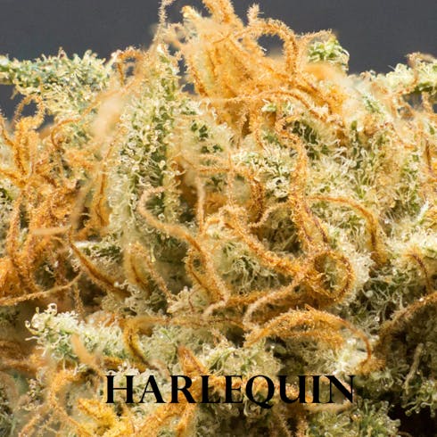 WA Bud Pure Kush Shake 14g