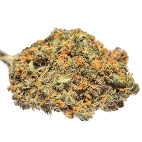 Durban Poison by Perch Harvests