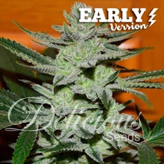 Delicious Seeds Cannabis Seeds Unknown Kush Early Version