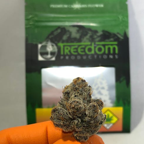 Sherbert by Treedom