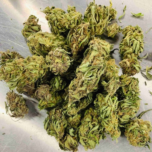 Indoor Suver Haze Premium Cbd Hemp Flower Leafly