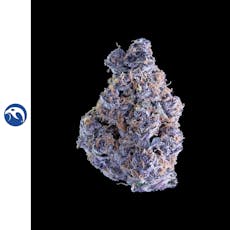 Pacific Purple
