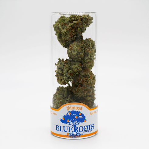 Blue Roots - Mimosa - Flower -