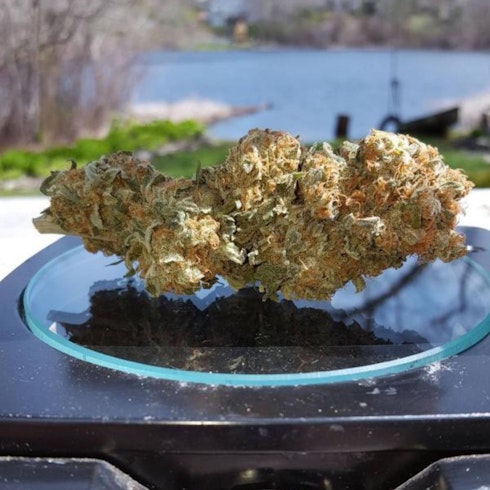 Critical Sensi Star Early Version Leafly Critical Sensi Star Early Version Leafly