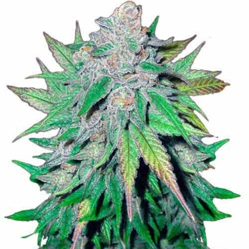 California Dream Marijuana Seeds By TheSeedPharm.com | Leafl