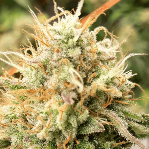Lemon Stash CBD by Plantworks