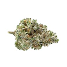 Green Habitat 1G- Champagne