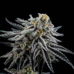 Cannabis Seeds USA Cannabis Seeds MAC 1 - SINGLE SEED