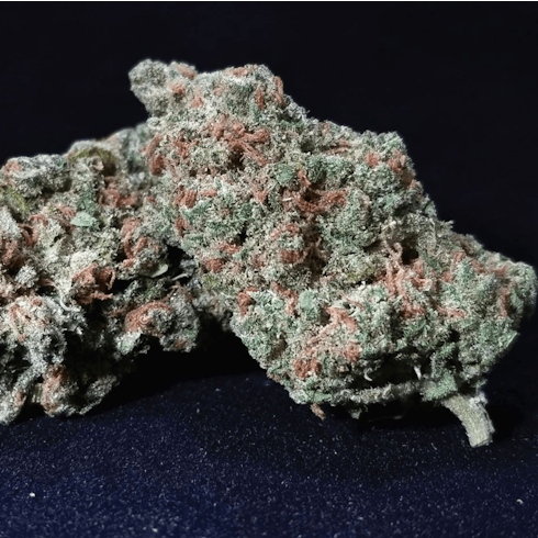 Dream City Jack Herer