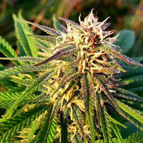 Jeeter Baby Jeeter Infused - Blueberry Kush - Weedmaps