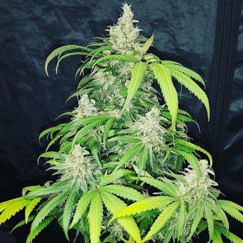 Eleven Roses Early Version Leafly Eleven Roses Early Version Leafly