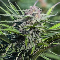 Feminized CBD Seeds | Oregon CBD - Sour Lifter | 3 pack
