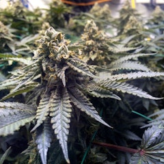 Cloud City Clones Cannabis Clones Chocolate Mint OG