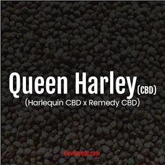 Elev8 Seeds Cannabis Seeds Queen Harley (CBD)