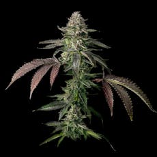 *(MED) Dosi Sherb Buddlets