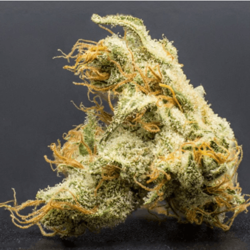 WA Bud Dutch Treat Haze 7g