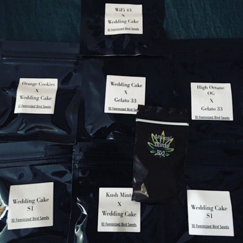 Rare Seed Junky Genetics Wedding Cake Seeds Leafly