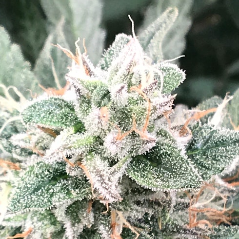 G1000 Marijuana Strain Information