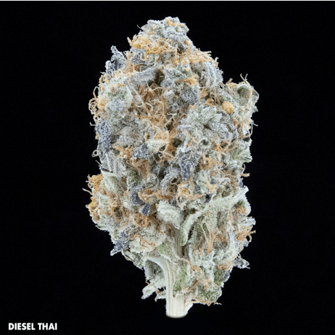 Diesel Thai by Falcanna
