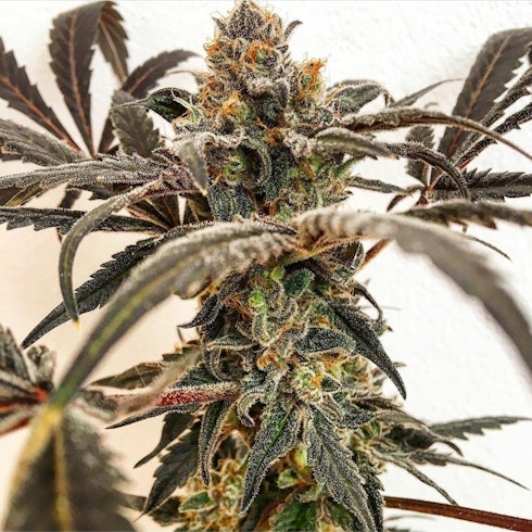 Eleven Roses Early Version Leafly Eleven Roses Early Version Leafly