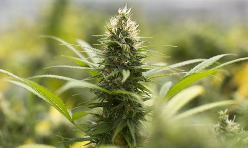 Jack Herer