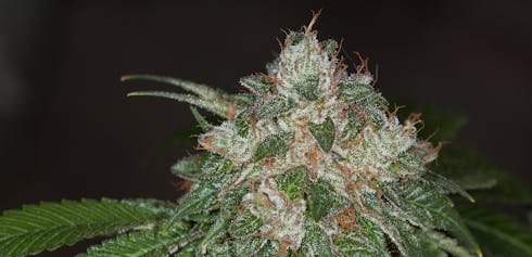 Mendocino Purps