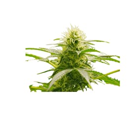 Mango Cake - Good Buds - Dried Flower - 3.5g